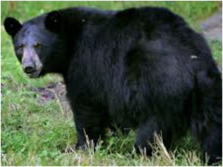 Tirumala Bears: తిరుమలలో ఎలుగుబంట్ల హల్ చల్