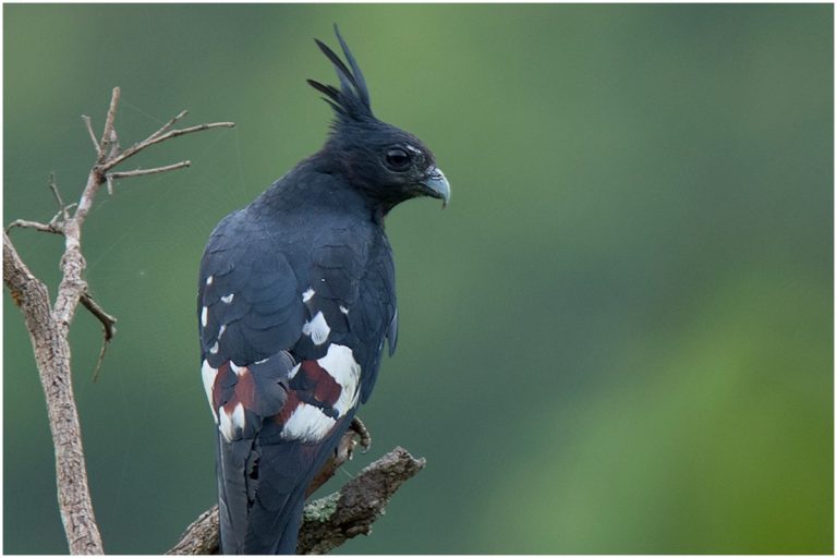 Black Baza Bird: అమ్రాబాద్ అడవుల్లో అరుదైన పక్షి
