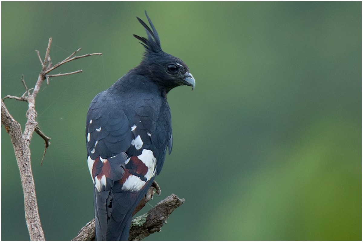 Black Baza Bird: అమ్రాబాద్ అడవుల్లో అరుదైన పక్షి