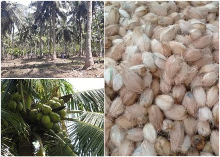 Coconut Rates: రైతుకు ధర తక్కువ.. మార్కెట్లో ఎక్కువ