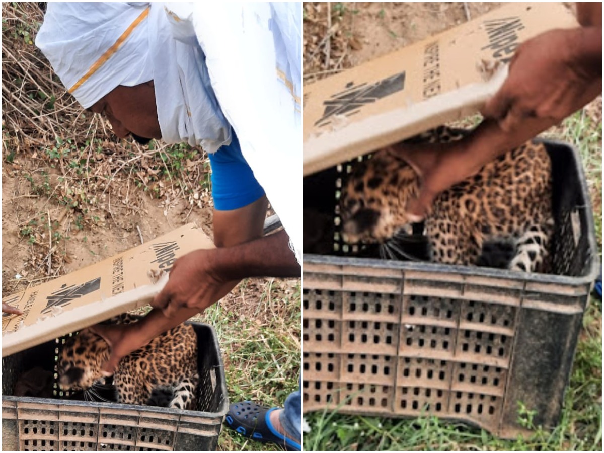 Leopard Cub in Basket:కూరగాయల ట్రేలో చిరుత కూన