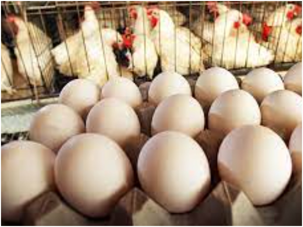 Egg Rates: పడిపోతున్న కోడిగుడ్ల ధర… నష్టాల్లో యజమానులు