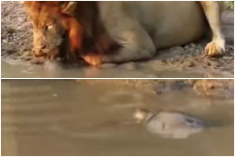 Turtile Bullying Lion: సింహాన్ని భలేగా ఆటపట్టించిన తాబేలు