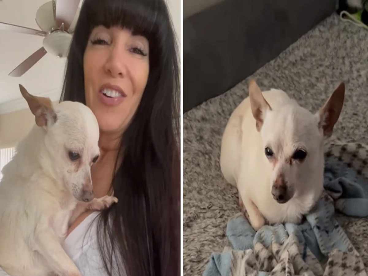 Guinness World Record: గిన్నీస్ రికార్డుల్లోకి ‘శునకం’.. ఎందుకో తెలుసా..?