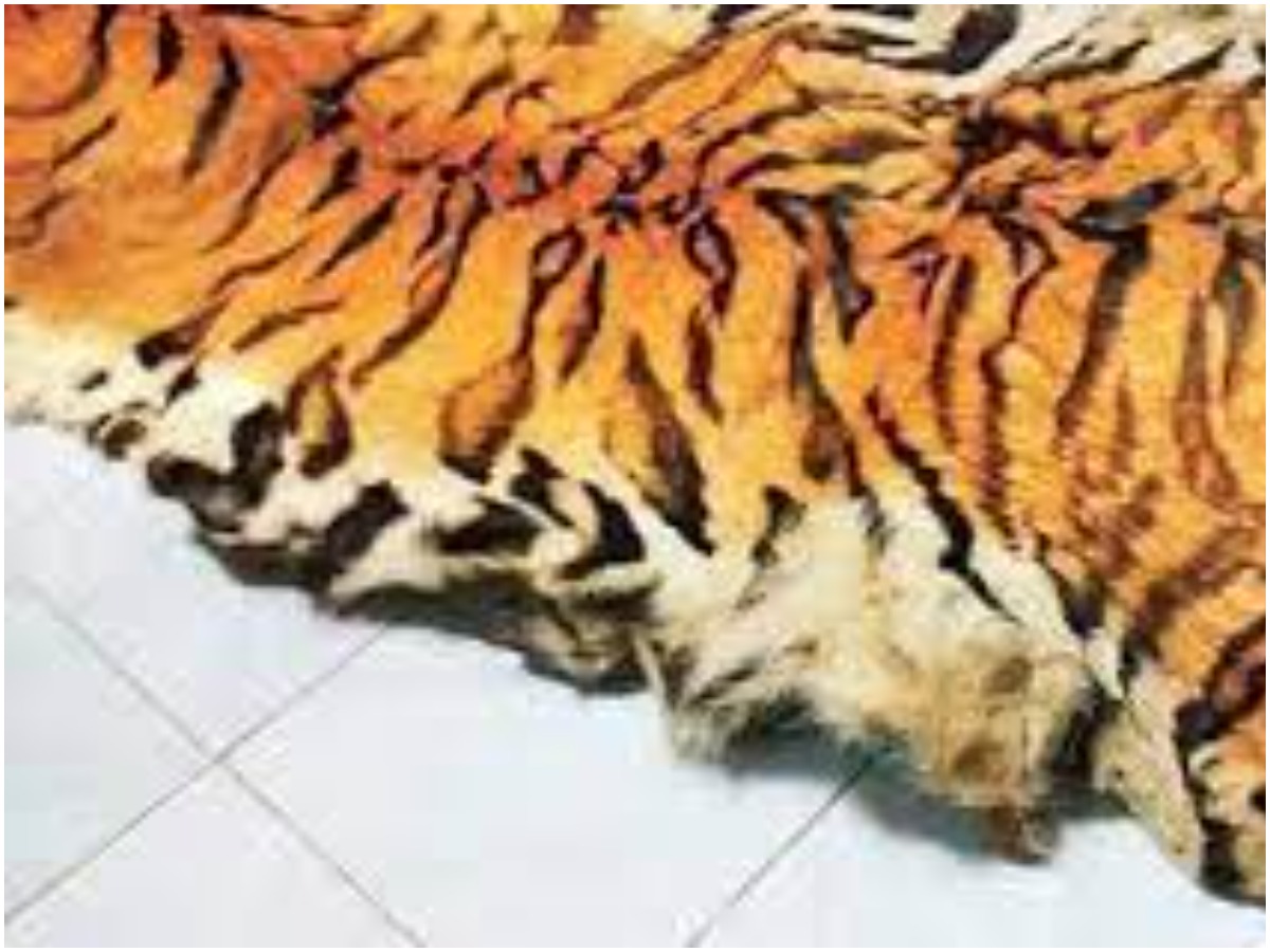 Fake Tiger Skin: ములుగు జిల్లాలో నకిలీ పులిచర్మాల విక్రయం