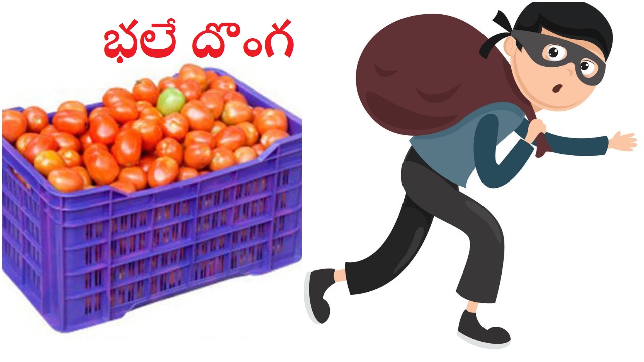 Tomatos Theft: టమోటా దొంగలు.. పరేషాన్‌లో రైతులు