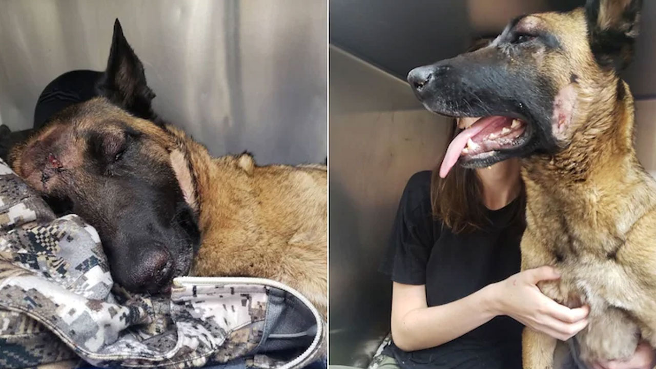 Dog Fight: డేరింగ్‌ డాగ్… యజమాని కోసం సింహంతో ఫైట్‌