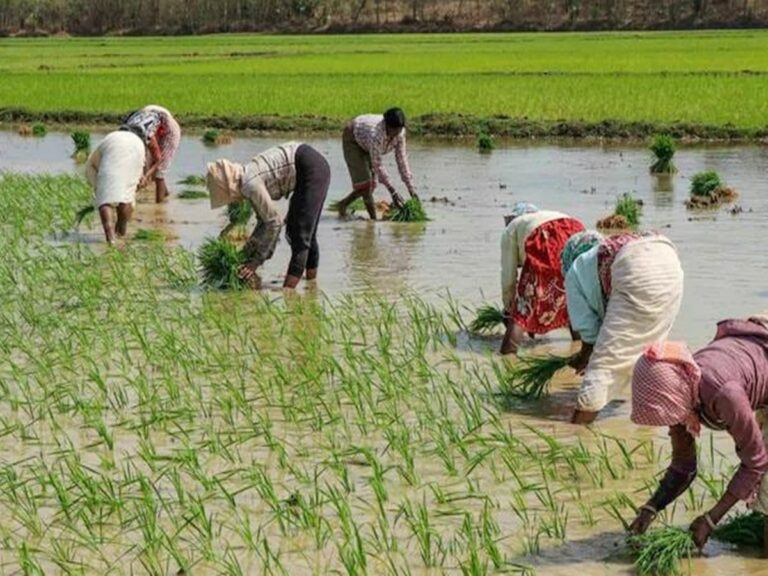 Andhra Pradesh: ప్రభుత్వ ప్రకటనతో ఆందోళన పడుతున్న రైతాంగం