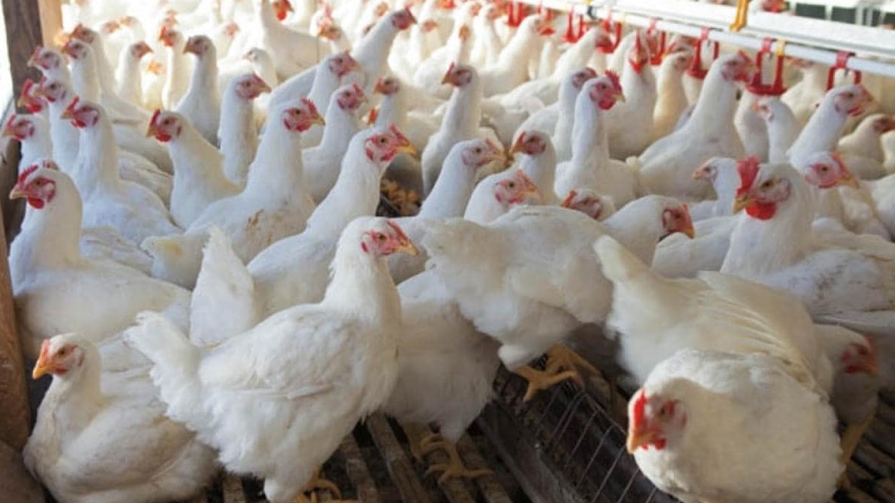 Chicken Prices: తెలుగు రాష్ట్రాల్లో భారీగా పెరిగిన చికెన్ ధరలు