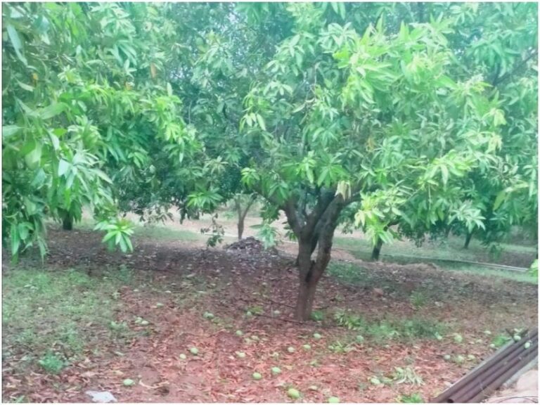 Crop Loss: అకాలవర్షం.. అన్నదాతకు తీరని నష్టం