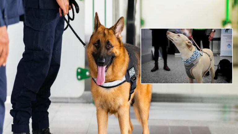 COVID 19: కరోనా సోకినవారిని పట్టేస్తున్న జాగిలాలు….!