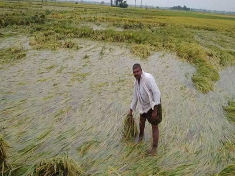 Cyclone Effect: రైతులను ఉక్కిరి బిక్కిరి చేస్తున్న అకాల వర్షాలు