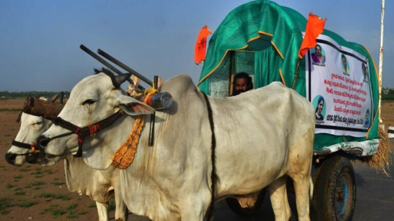 NTR District: చెల్లెలి కోసం ఎడ్లబండిపై హస్తినకు అన్న.. స్పందించిన హెచ్‌ఆర్సీ