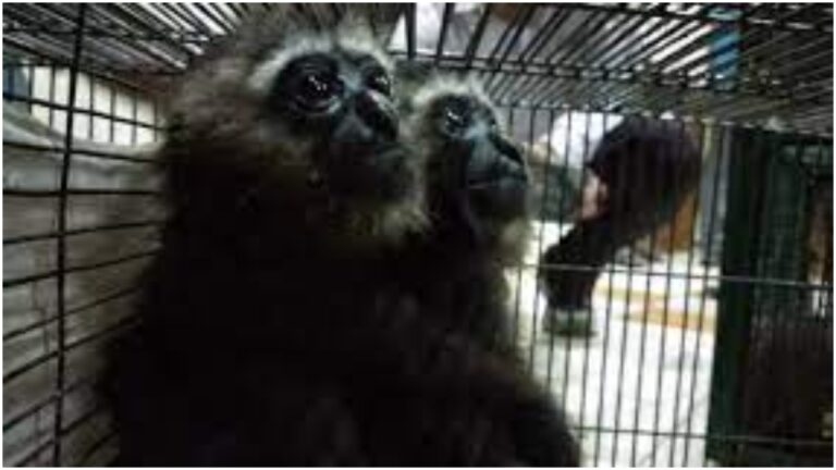 Rare Monkeys Seize: కోల్ కతాలో అరుదైన కోతులు స్వాధీనం
