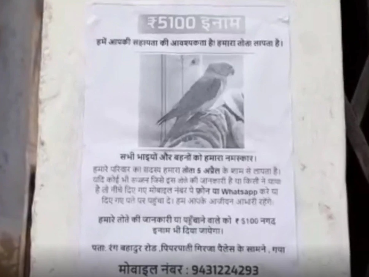 Viral News: ఊరంతా పోస్టర్లు.. చిలుకను పట్టిస్తే రూ.5,100 బహుమతి