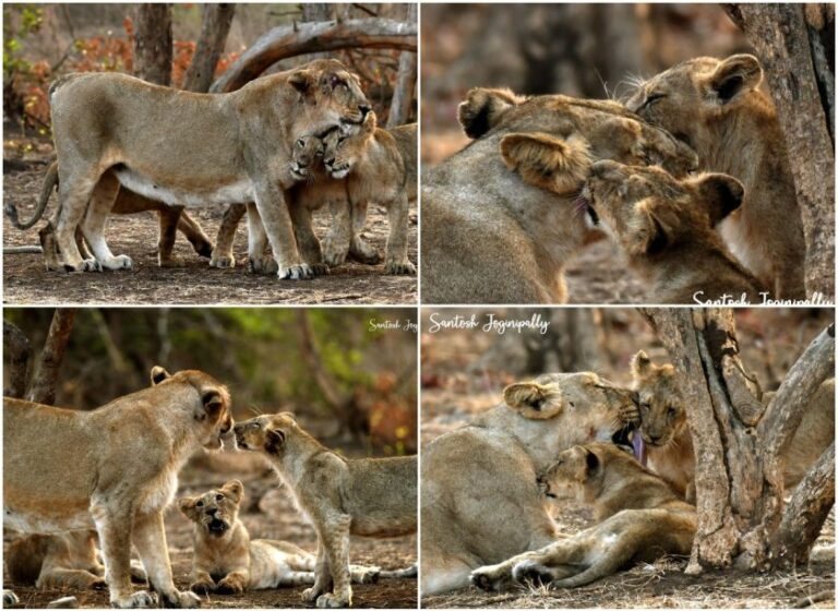 Mp Santosh Kumar: గిర్ నేషనల్ పార్క్‌లో అమ్మ, అందమైన పిల్లలు
