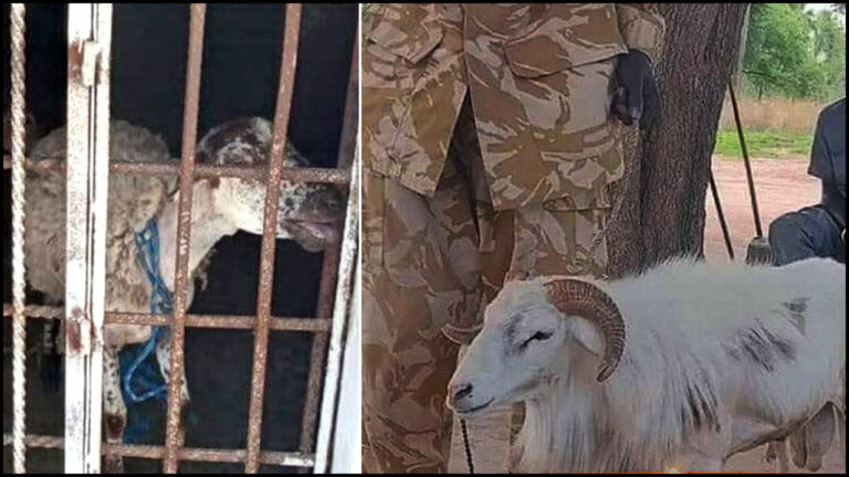 Sheep: గొర్రెకు మూడేళ్ల జైలు శిక్ష.. ఏం చేసిందో తెలుసా?