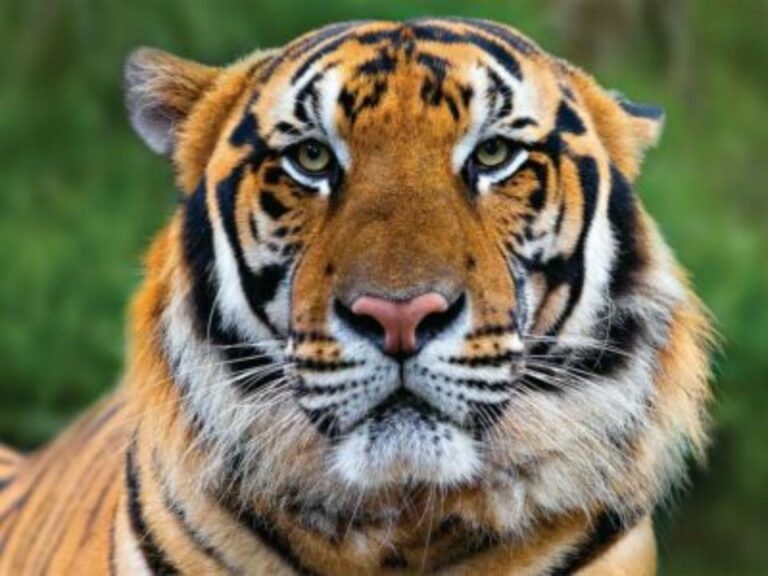 Warning: అక్కడ పులి ఉంది.. అటు వెళ్లొద్దు