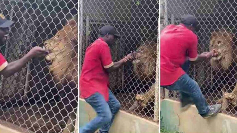 Viral: సింహంతో ఆటలా..? ఇలాగే ఉంటుంది మరి..!