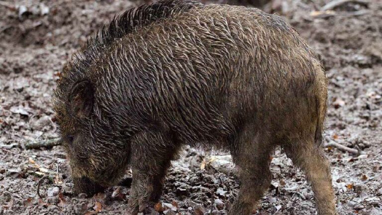 Anthrax: కేరళలో ప్రబలుతున్న ఆంత్రాక్స్ వ్యాధి