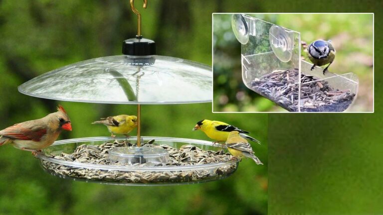 Viral: పక్షులకు ఆహారం పెడుతోన్న వృద్ధుడు.. అరెస్ట్‌ చేసిన పోలీసులు