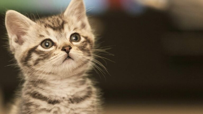 Karminagar : సార్ మా పిల్లి బావిలో పడింది.. అర్థరాత్రి కరీంనగర్ సీపీకి ఫోన్..