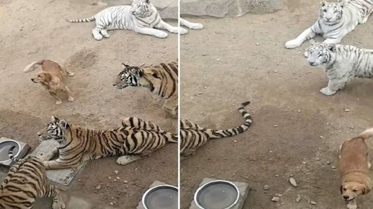 Viral Video: టైగర్స్‌ మధ్య గ్రామ సింహం.. ఆ దర్జాయే వేరు..!