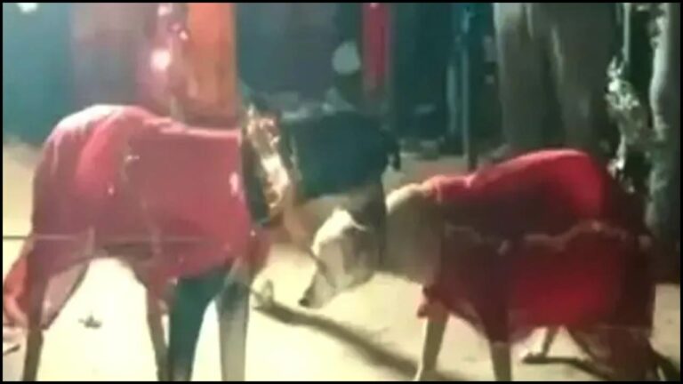 Dogs Wedding: ఘనంగా కుక్కల పెళ్లి.. కారణమిదే!