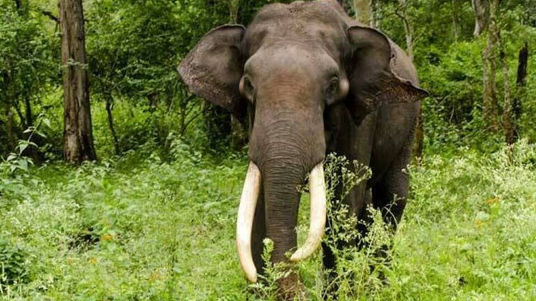 Viral: మహిళను తొక్కి చంపిన ఏనుగు.. అంత్యక్రియలు కూడా అడ్డుకొని..!