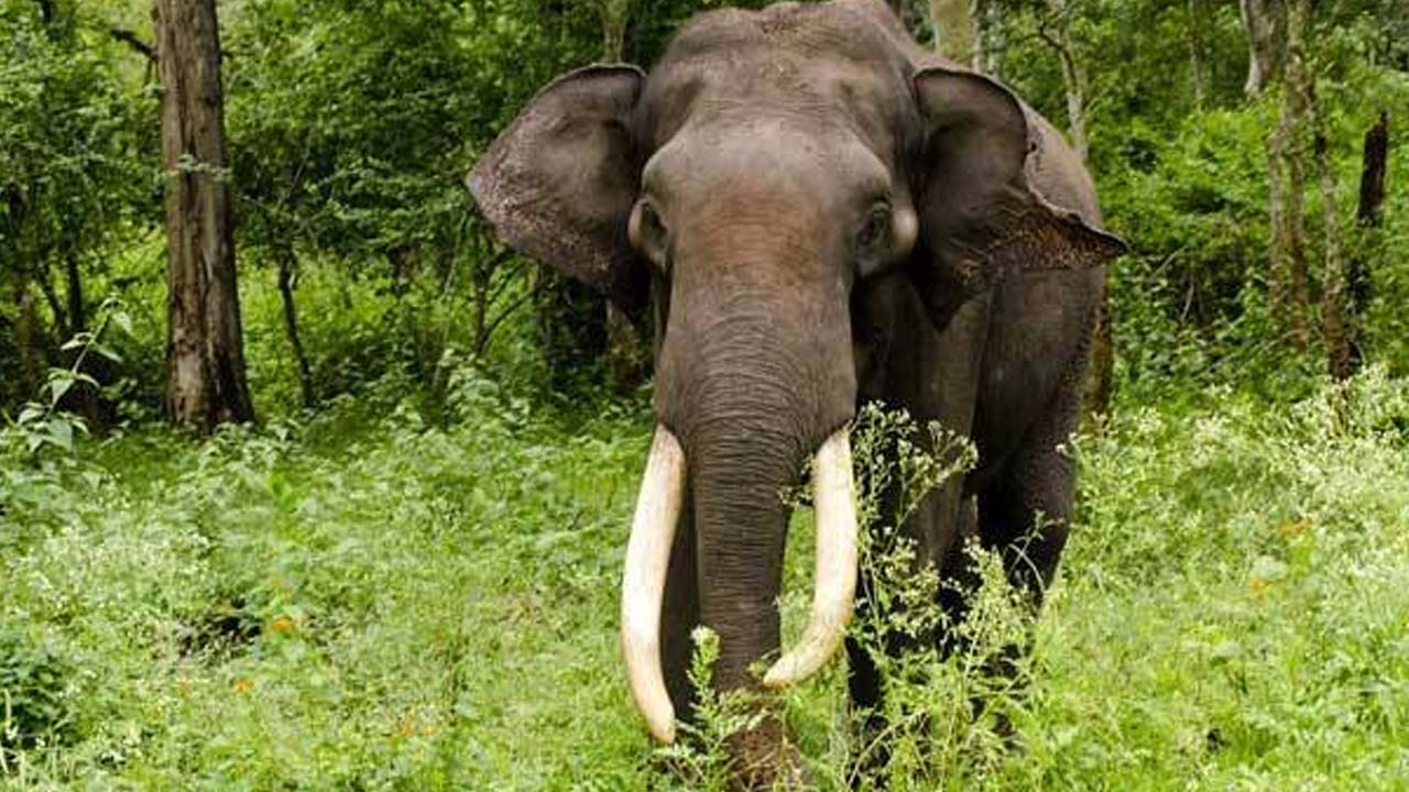 Viral: మహిళను తొక్కి చంపిన ఏనుగు.. అంత్యక్రియలు కూడా అడ్డుకొని..!