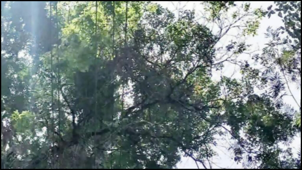 Raining Tree In Karnataka