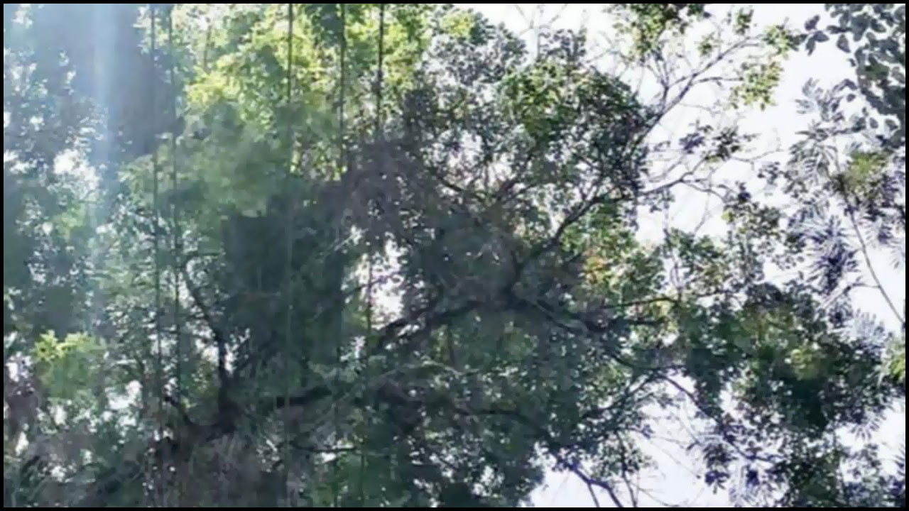 Viral News: మండుటెండలో చెట్టు నుంచి వర్షం