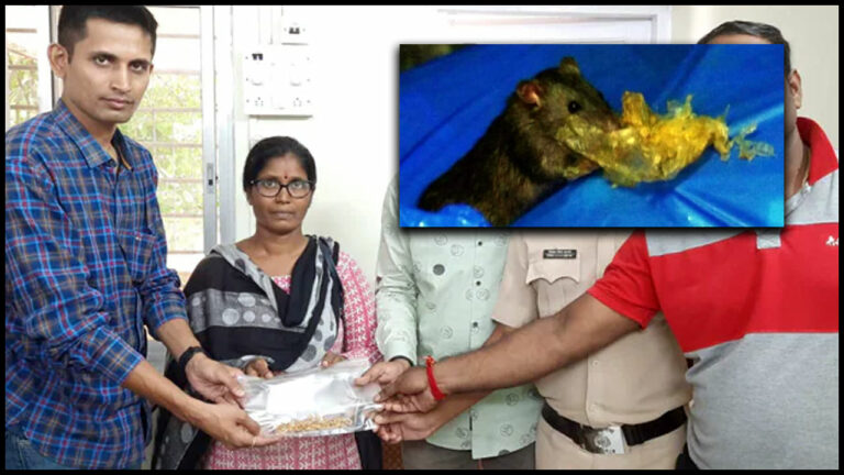 Gold Theft: ఎలుకలే అసలైన దొంగలు.. పట్టించిన సీసీటీవీ ఫుటేజీ!