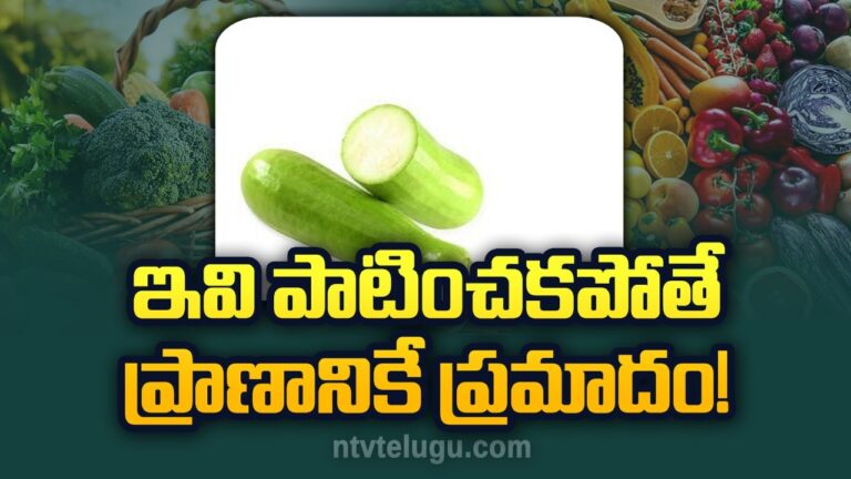 Health Tips: సోరకాయ తింటున్నారా?.. ఇవి పాటించకపోతే ప్రాణానికే ప్రమాదం!