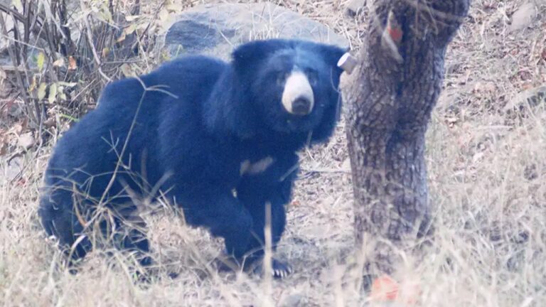 Srikakulam: సిక్కోలులో బీభత్సం సృష్టించిన ఎలుగుబంటి మృతి