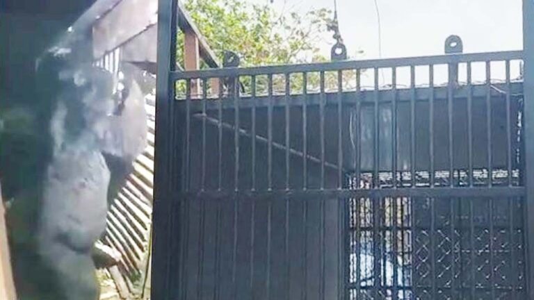 Operation Ballook: ఎట్టకేలకు చిక్కిన ఎలుగుబంటి