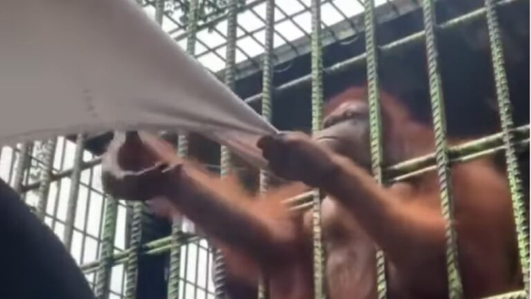 Viral Video: చింపాంజీతో గేమ్స్.. రా..రా అన్నాడు.. ఇరుక్కుపోయాడు..!!