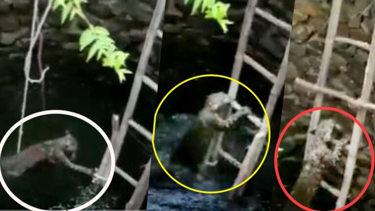 Odisha: హమ్మయ్య బతికి పోయా.. బావిలో చిరుత