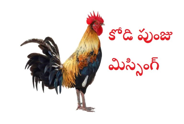 VIral News: కోడిపుంజు మిస్సింగ్.. తలపట్టుకుంటున్న పోలీసులు