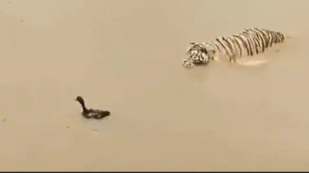 Duck Tiger