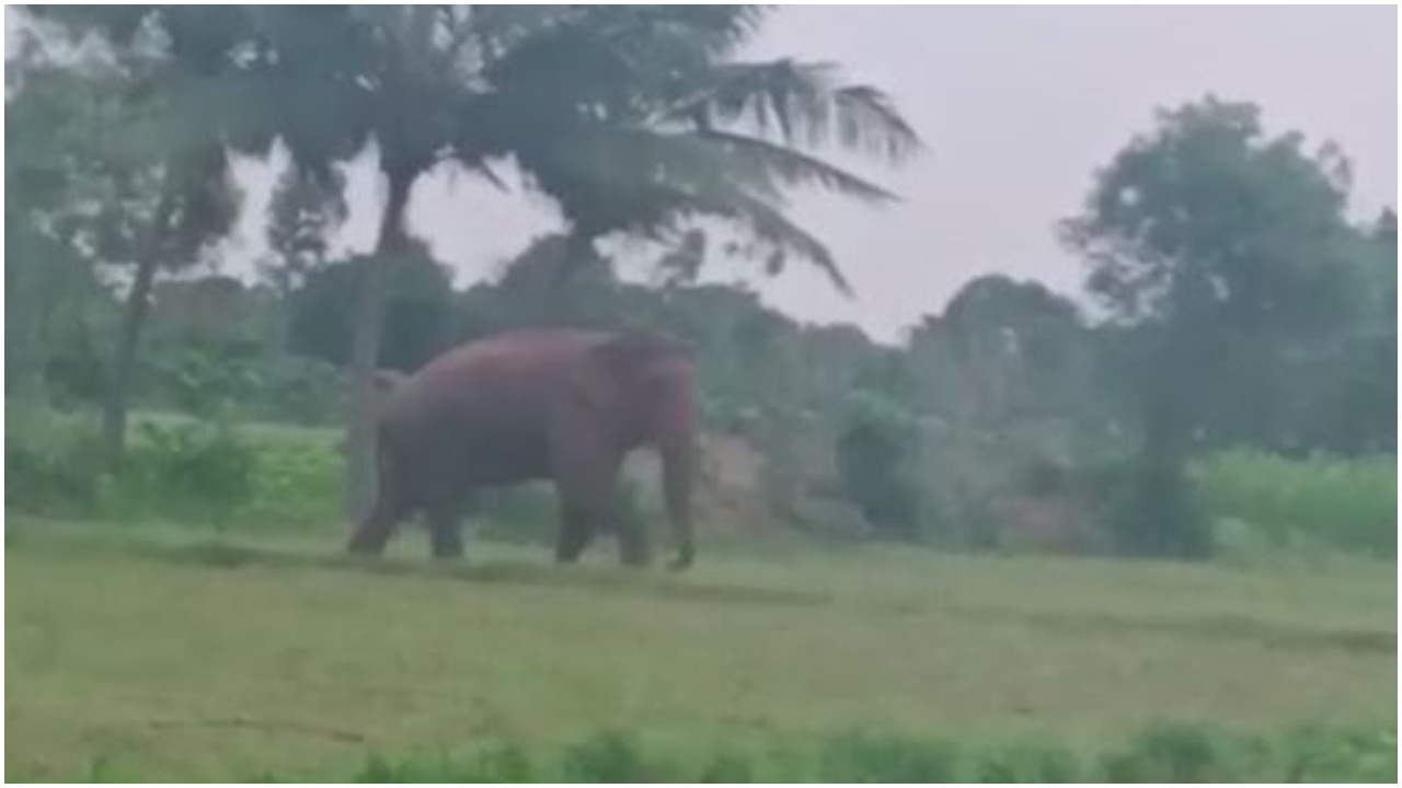 Elephant Walking: వాకింగ్ కి వచ్చిన ఏనుగు.. ఏంటా కథ?