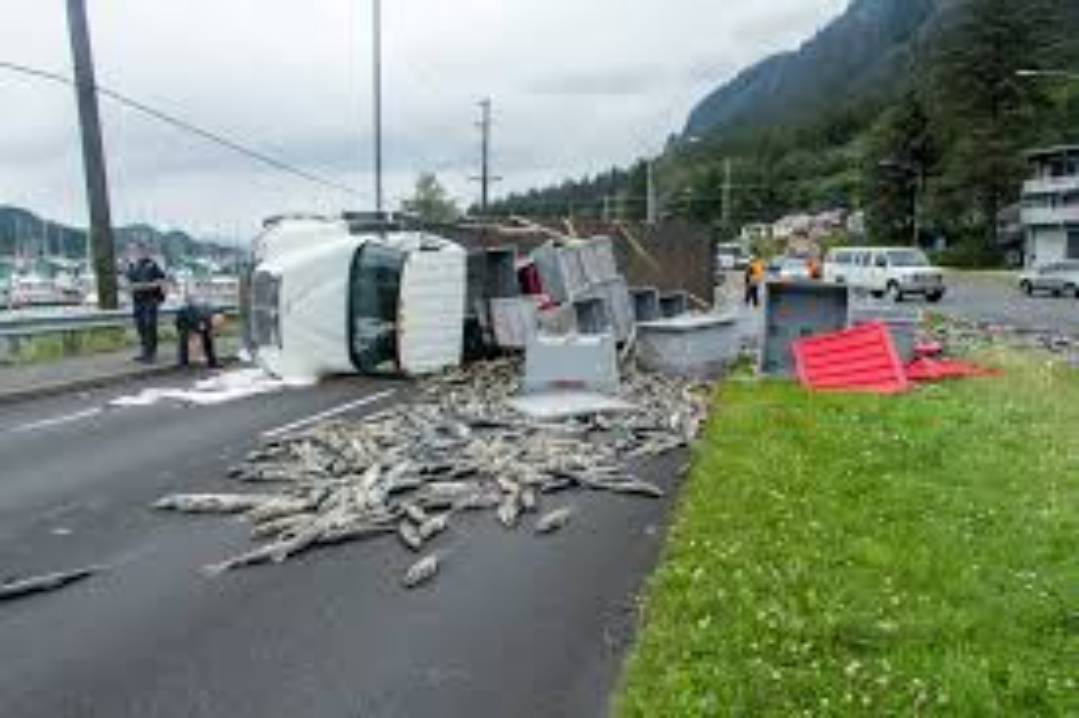 FISH Lorry: చేపల లారీ బోల్తా.. క్షణాల్లో చేపలు మాయం