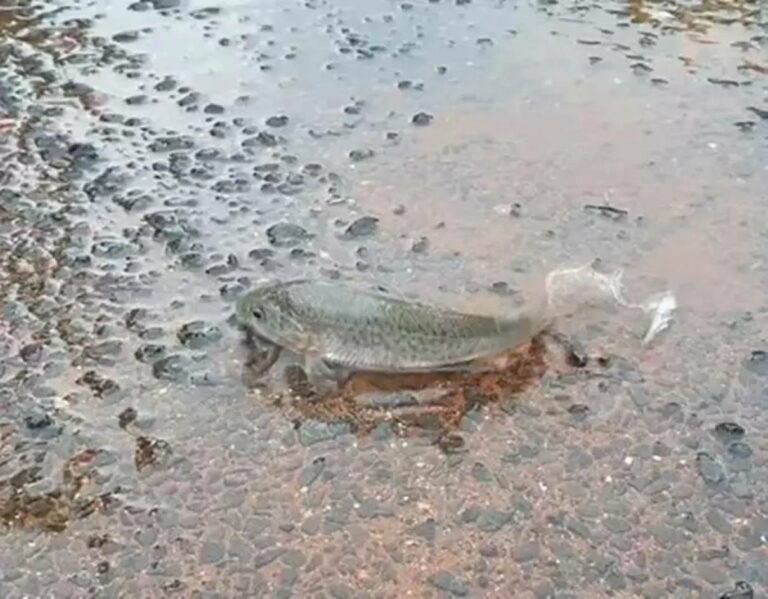 Viral News: కాళేశ్వరంలో చేపల వాన