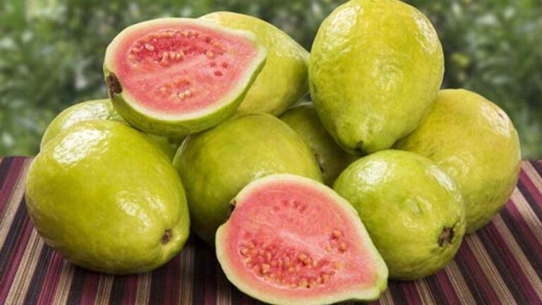 Health Tips: జామకాయ తింటే.. టైప్‌ 1 డయాబెటిస్‌ కంట్రోల్‌