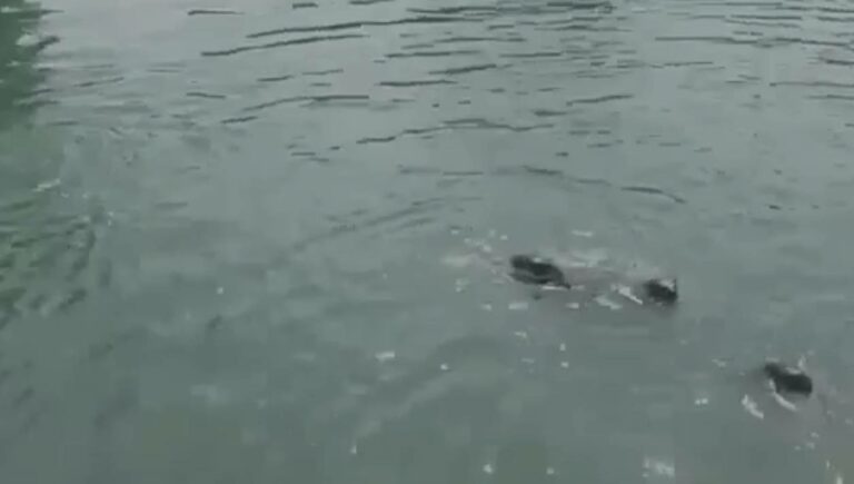 Viral News: గోదావరిలో నీటి పిల్లుల సందడి