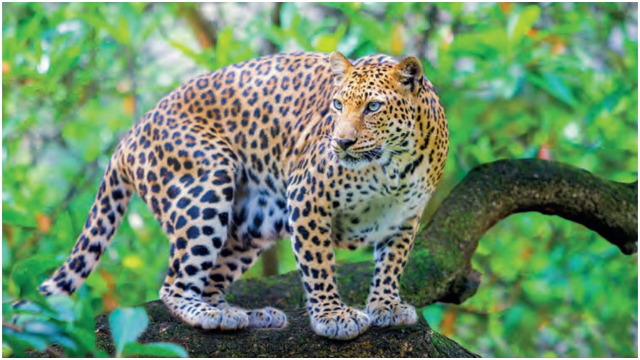 Leopard: అన్నమయ్య జిల్లాలో చిరుతపులి అలజడి