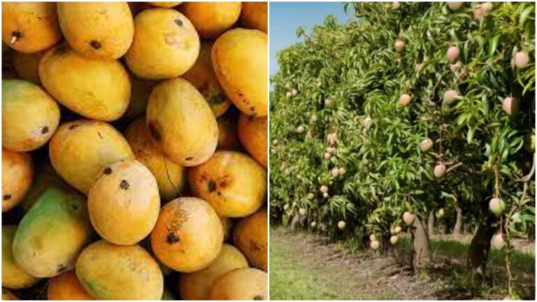 Mango Farmers: రుచి మధురం.. మామిడి రైతుకు చేదుమయం