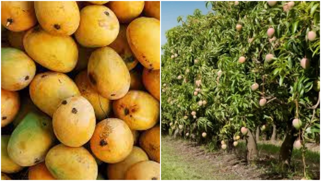 Mango Farmers: రుచి మధురం.. మామిడి రైతుకు చేదుమయం