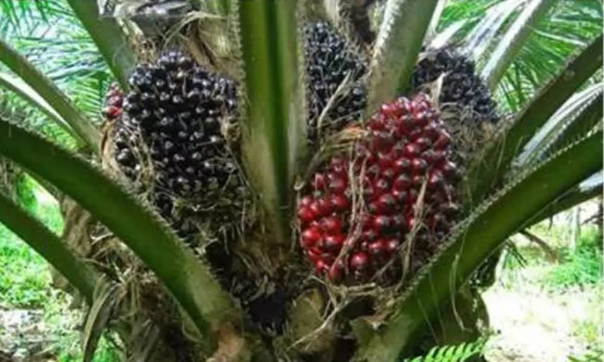 Oil Palm in Telangana: ఆయిల్ పామ్‌తో అధిక లాభాలు