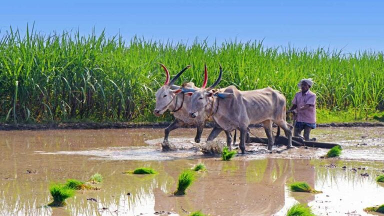 Rythubandhu: రెండో రోజు 16.32 లక్షల మంది రైతులకు జమ